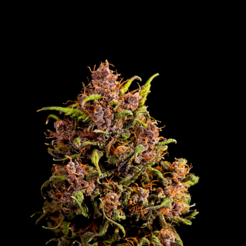 The Gelato Strain Experience Unveiled